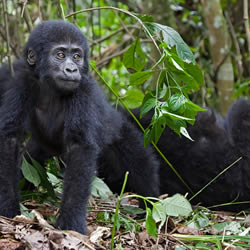 Rwanda - Culture, Primates & Nature
