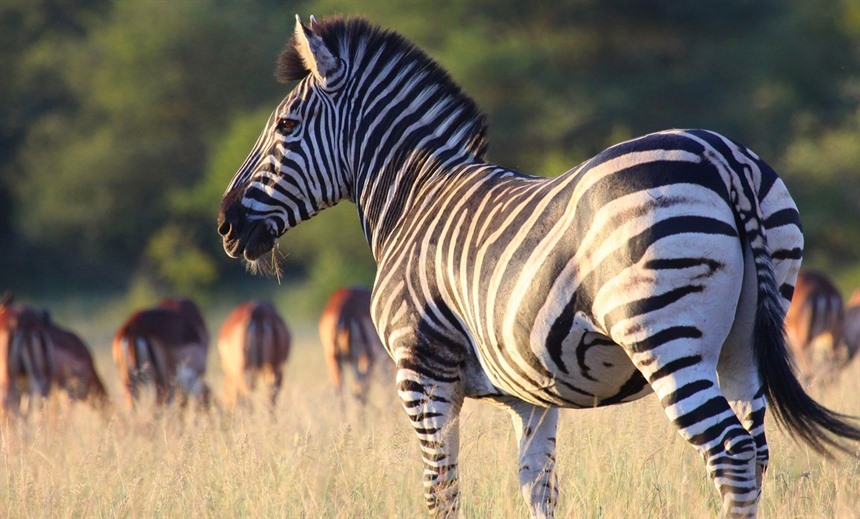 A zebra on the plains, Mozambique