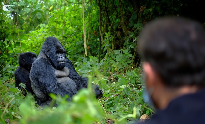 Mountain gorilla encounters are an unforgettable experience. (Shutterstock)