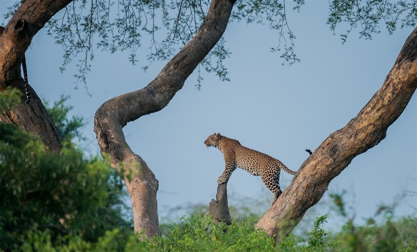 Leopard surveying from its vantage point in Murchison Falls National Park (Shutterstock)