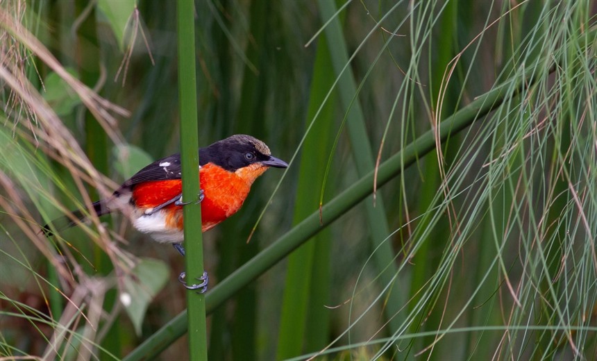 The Papyrus gonolek is best sought in Uganda's Mabamba Swamp near Entebbe, or in Rwanda's Akagera National Park where this one was seen in its favoured habitat. (Shutterstock)