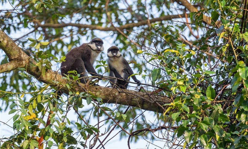 Red-tailed monkeys at Bigodi wetands, Kibale Forest National Park, Uganda (Shutterstock). An incredible 13 primate species inhabit Kibale Forest making it one of the world's hotspots for Primate diversity