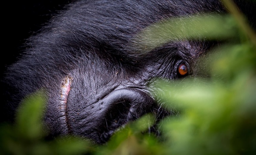 Portrait of a Mountain gorilla silverback taking it easy, Volcanoes National Park, Rwanda (Shutterstock)