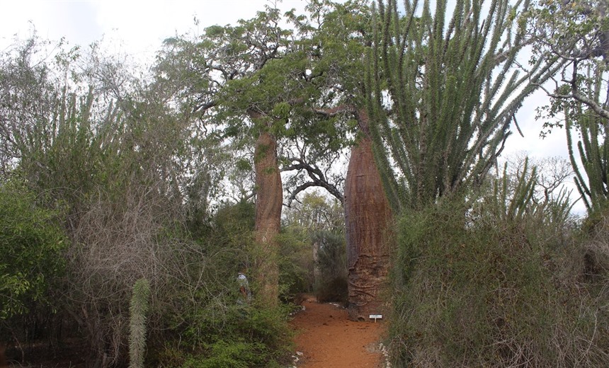 'Spiny bush' at Ifaty with 'Bottle' Baobabs (Adansonia rubrostipa) and Octopus trees (Didieraceae).