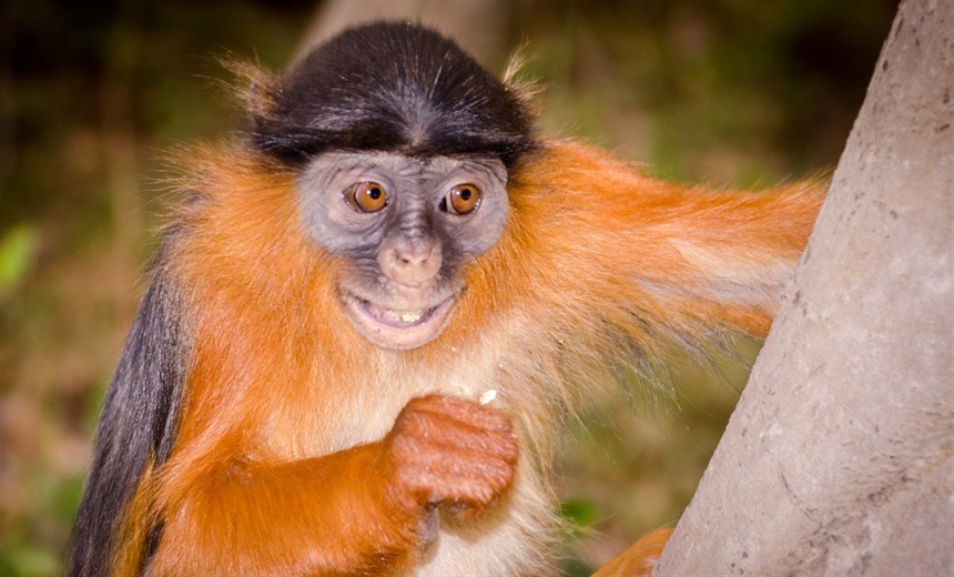 The Endangered Western red colobus is one of a variety of rainforest-dependent primates to be seen in Sierra Leone's forests