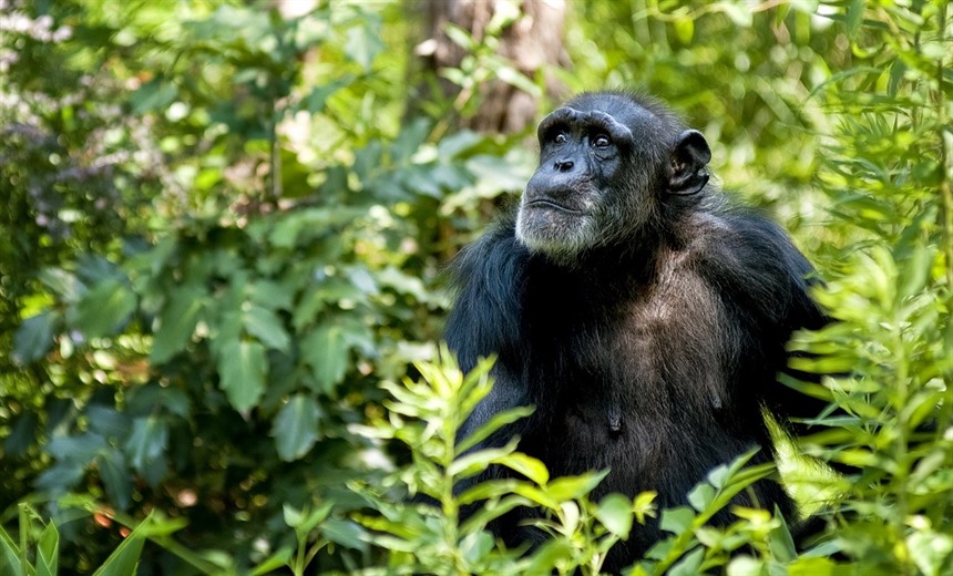 A venerable chimpanzee had its photo snapped out in the wild