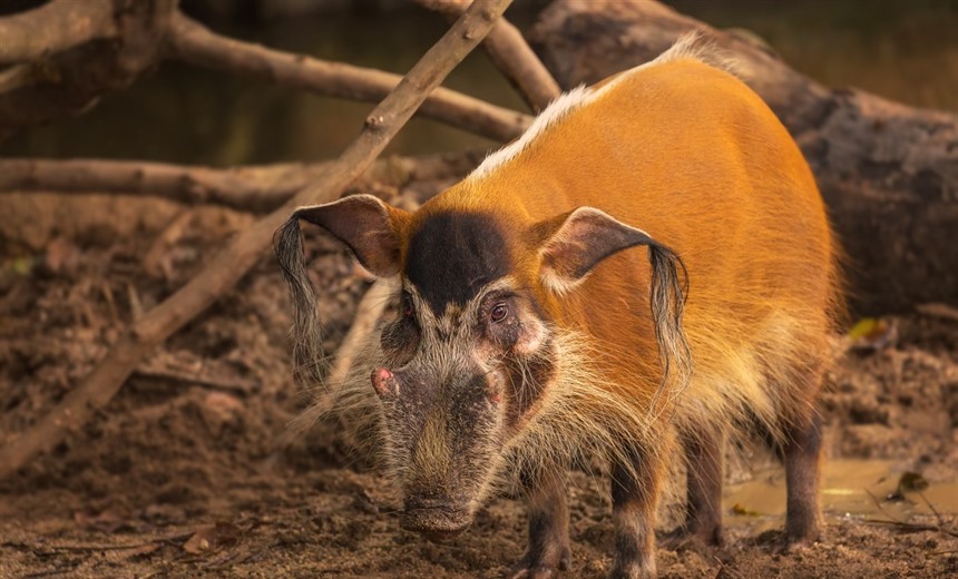 Red river hog is present in Sierra Leone though elusive due to hunting and trapping.