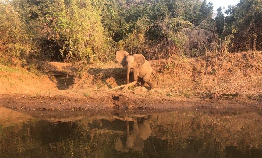 A nearby elephant on the walking safari