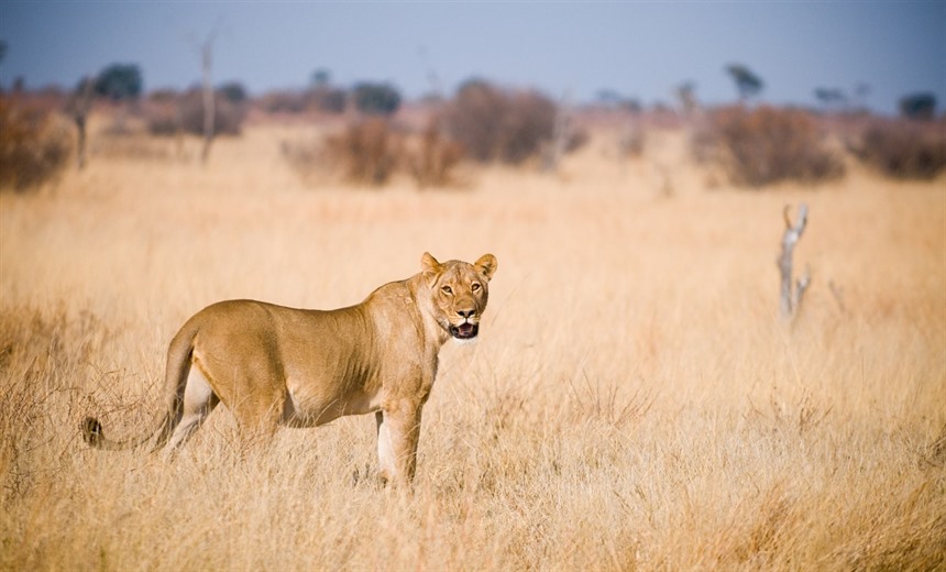 Lion at Hwange National Park
