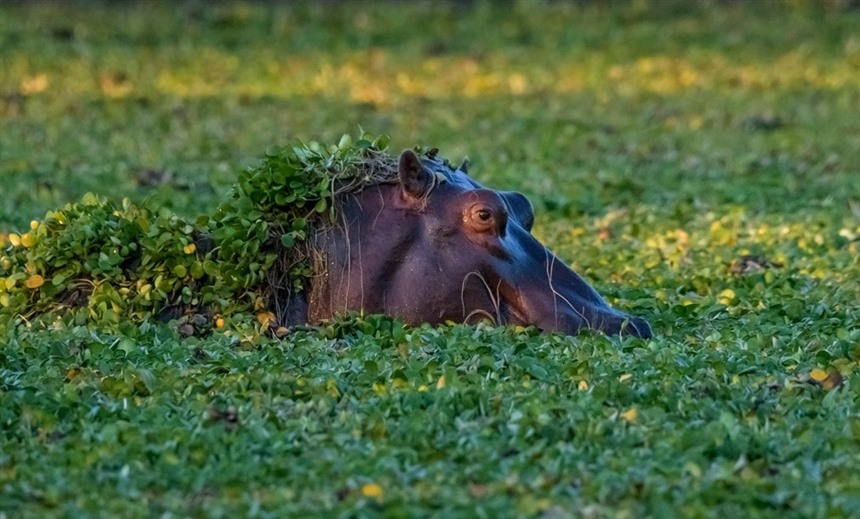 Hippo at Mana Pools National Park