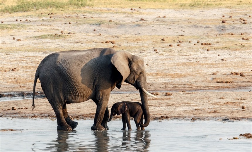 Mother and baby elephant