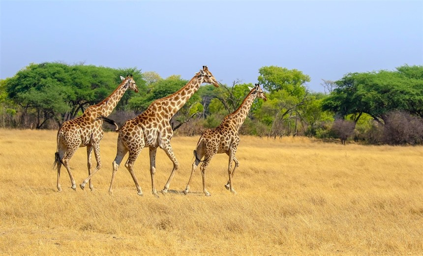 Giraffe walking across the plains