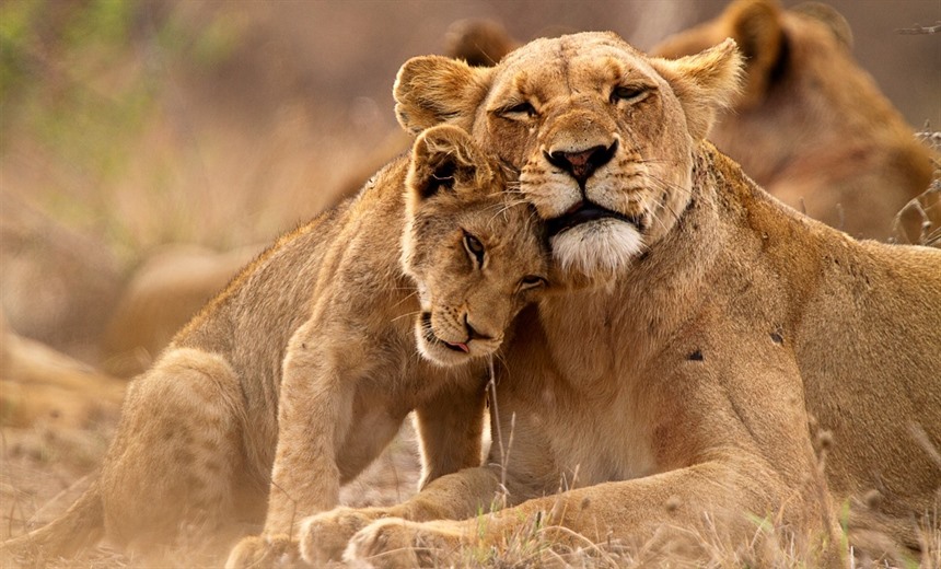 Lioness with her cub in Kruger National Park, South Africa
