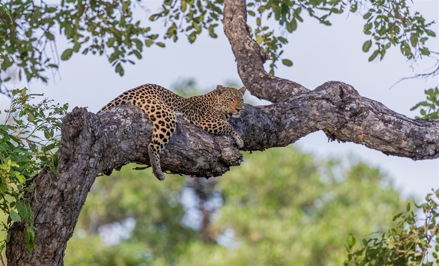 Leopard in Zambia