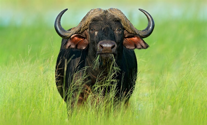 Buffalo in Botswana
