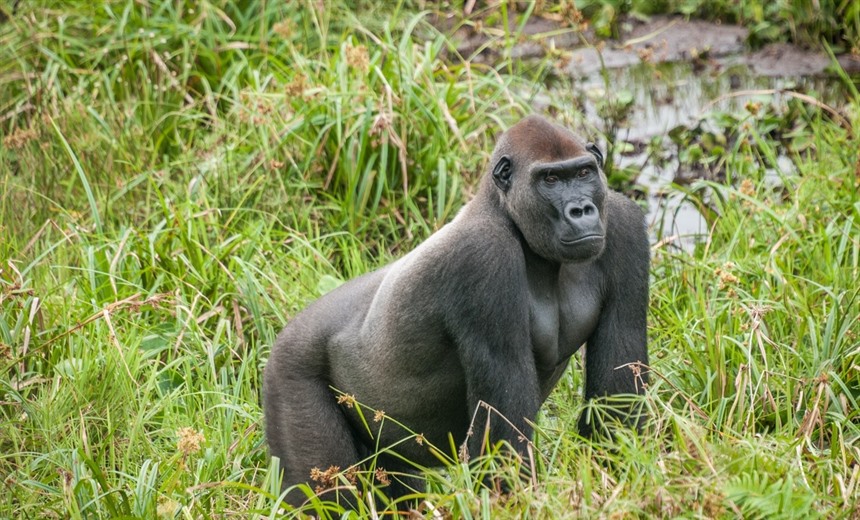 Western lowland gorilla in a bai (clearing), Odzala-Kokoua National Park, Republic of Congo