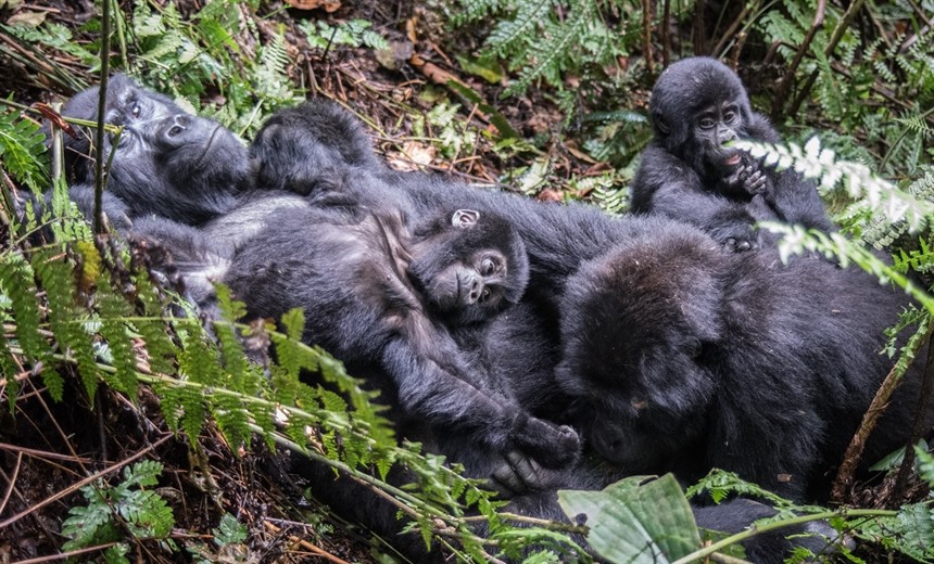 Mountain gorillas live in montane forest and cloud forest on slopes of dormant volcanoes from altitudes of around 2,4000m - 4,300 m above sea level. None is held in captive breeding programmes.
