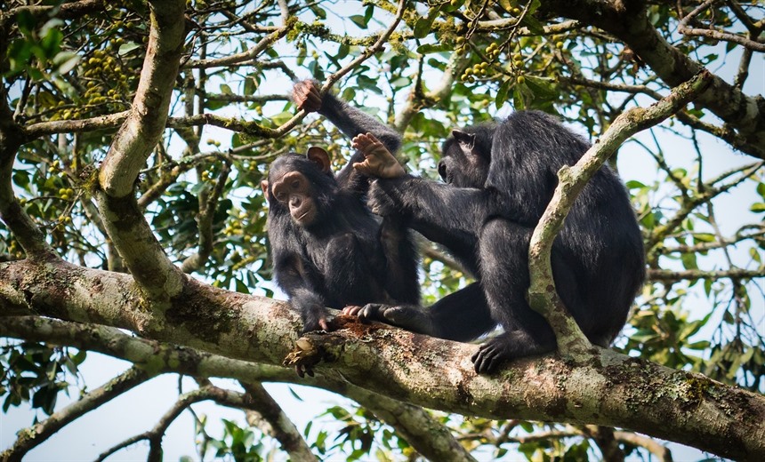 Chimpanzees feasting on wild figs, Kibale National Park. Uganda's chimp population is estimated at around 5,000 today.