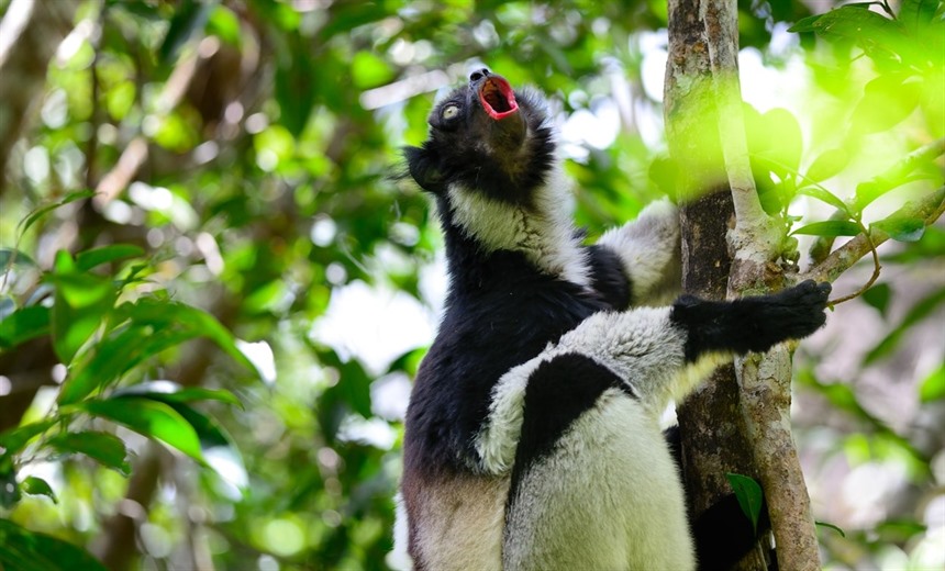Indri are Critically Endangered and do not survive in captivity, so the only way to see them is to visit their natural home in the east Malagasy rainforest band.