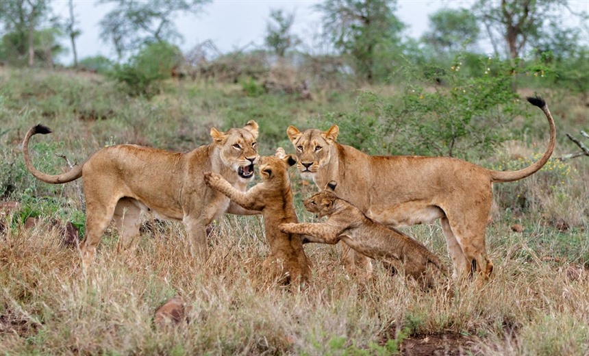 Female lions and cubs playing, Kwazulu Natal, South Africa