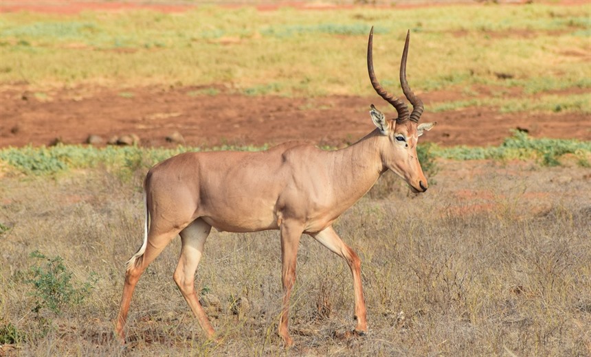 Hirola's big sub-orbital glands give them the name of 'Four-eyed antelope'. This one is part of the herd at Tsavo East National Park