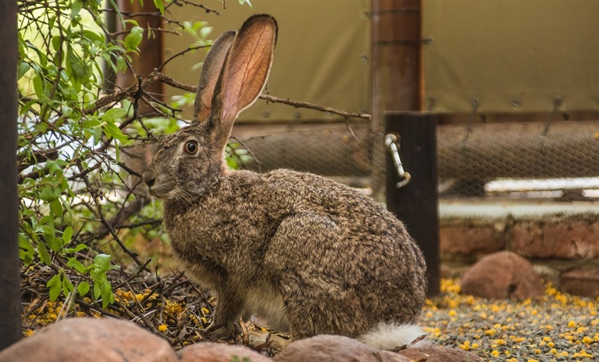 Africa's only burrowing Lagomorph, the Riverine rabbit has been found at Vaalkloof Nature Reserve and Sanbona Wildlife Reserve, which signals some hope for this mega-rare South African endemic.