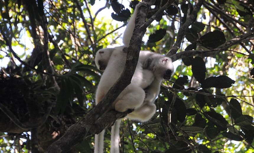 Two 'Forest Angels' or Silky sifakas, Marojejy National Park (courtesy Maxence Bigey). Visitors to this exquisite protected area must be fit to take it on.