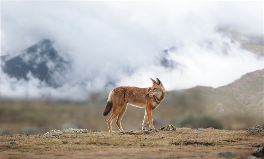 King of the Mountain: Ethiopian wolf in its Afro-alpine home, Bale Mountain National Park. 