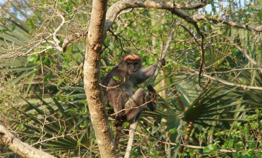 Tana River red colobus by Michal Sloviak, Inaturalist (Wikimedia commons) 