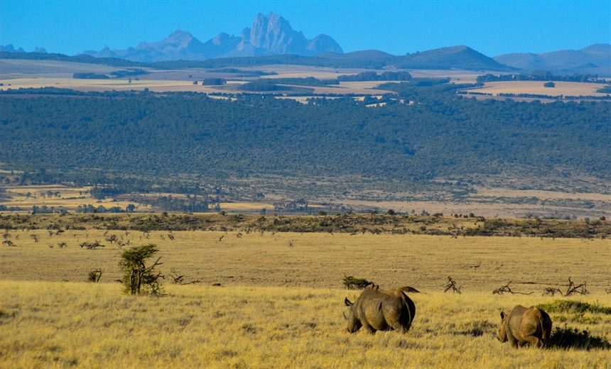 14% of Kenya's rhinos are protected in the Lewa-Borana Conservancy Landscape. These Black rhino were seen in Lewa, with Mt Kenya, 40km to the south, looming in the backdrop.