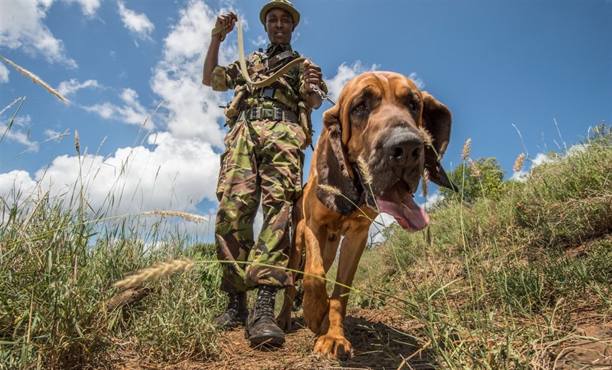 One of the Behind The Scenes activities involves meeting the renowned Lewa Dog tracking Unit for a tracking demonstration. (Photo: Lewa Wildlife Conservancy)
