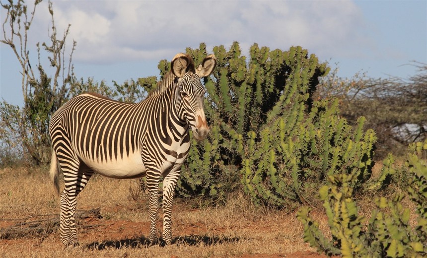12% of all Grevy's zebra live on Lewa. According to IUCN Red List, the global population of this endangered Equid is estimated at less than 2,000 mature individuals.