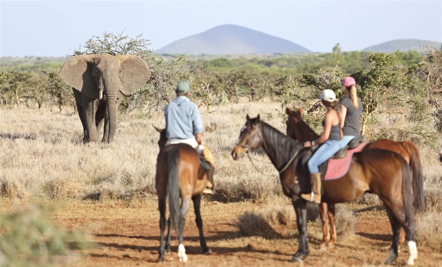 The 40 horses stabled at Lewa Wilderness are mostly ex polo ponies, so are very well trained and perfect for beginners. Generally, wildlife allows a closer approach when people are on horseback as opposed to being on foot.