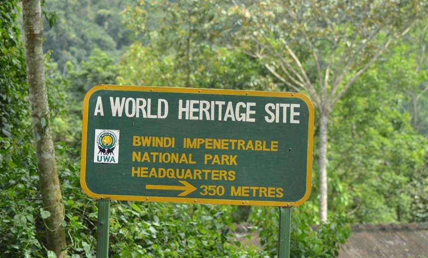 The 331km2 Bwindi Impenetrable Forest is both a National Park and a World Heritage Site. Altitudes vary from 1,160 - 2,607 meters above sea level. The thriving population of Mountain gorilla are the backbone of a well managed tourism industry (CK)