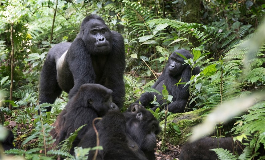 A silverback Mountain gorilla and some of his family group in Bwindi Impenetrable National Park