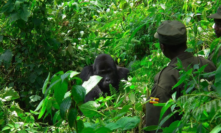 Sometimes, the Mountain gorillas will approach people very closely. The UWA rangers carefully brief visitors about etiquette when it comes to tracking, including how to react if for instance, a silverback makes a mock-charge.