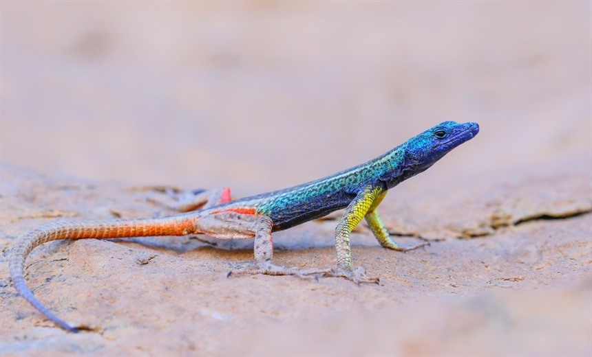 Augrabies flat lizard, one of numerous 'herps' (reptiles and frogs) to be seen on the tour