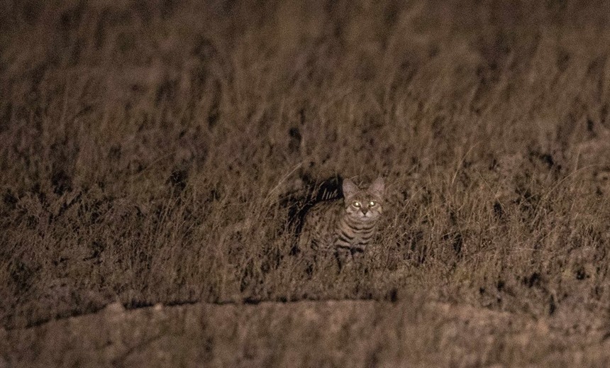 Black-footed cat at Marrick (Keith Barnes)