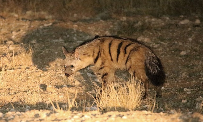Aardwolf, another sought-after nocturnal mammal target for the tour (courtesy Tropical Birding)