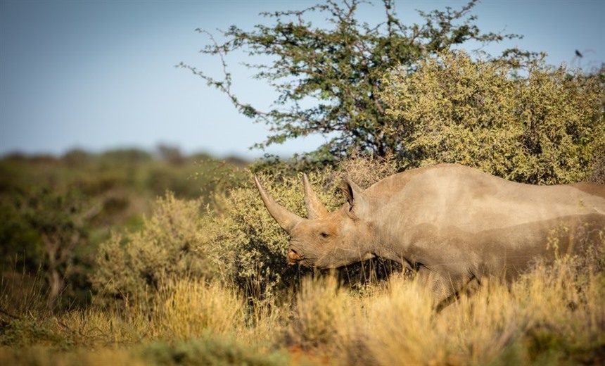 Tswalu has a healthy population of Black rhino - this individual is one of them.