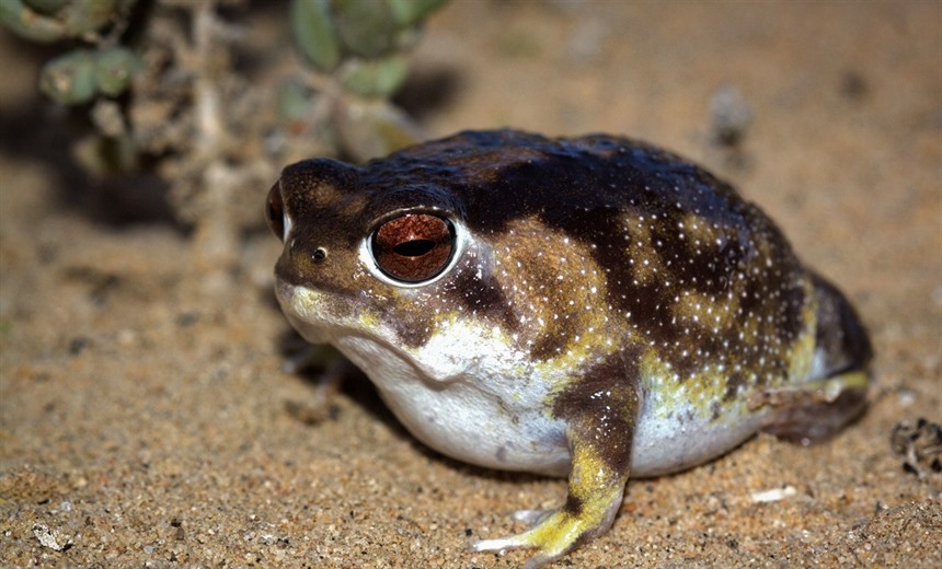 Namaqua rain frog, one of the more difficult critters to locate but we'll be giving it a good go!