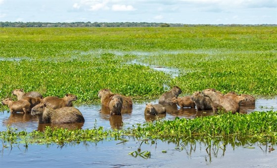 A group of capybara in the Iberá Wetlands