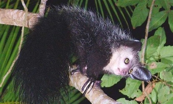 The epitomy of all that is weird and wonderful about Madagascar's wildlife - Aye aye at Le Palmarium, by Daniel Austin