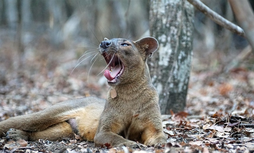 Fosa (Fossa) yawning on the forest floor at Kirindy (Shutterstock)