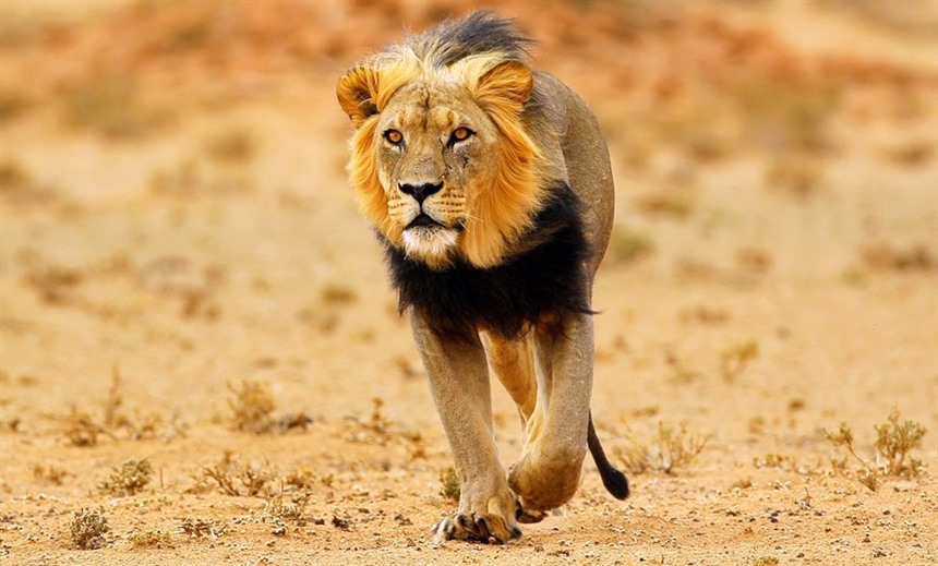 Black-Maned Lion in Kalahari