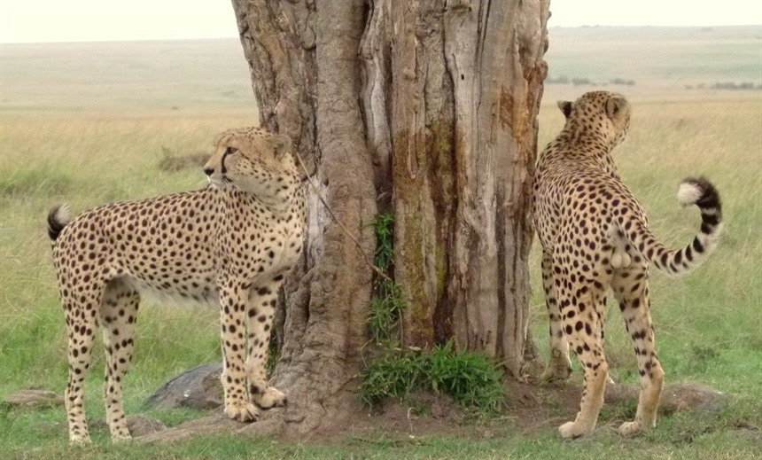Cheetahs at Governors Camp in Kenya