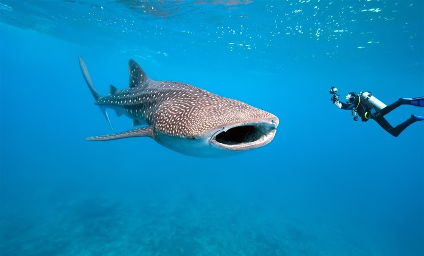 Swimming with Whale shark in the Nosy Be archipelago is possible from October to December