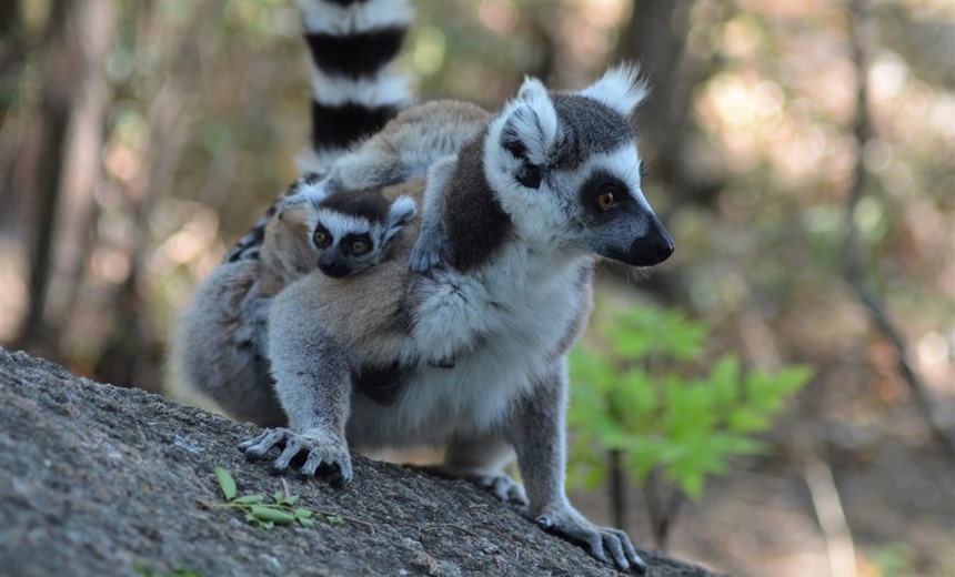 Ring-tailed lemur and young at Anja Parc by Rainbow Tours' Craig Kaufman