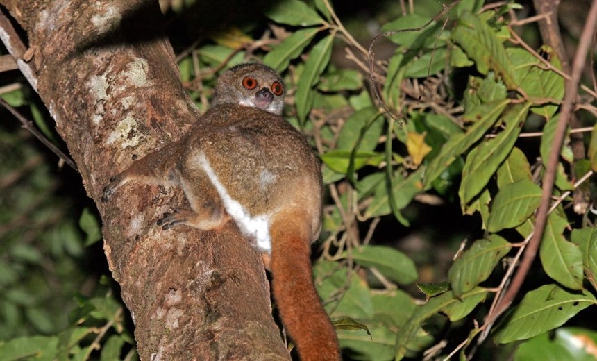 Red-tailed sportive lemur, Kirindy Forest (Fiona Herring)