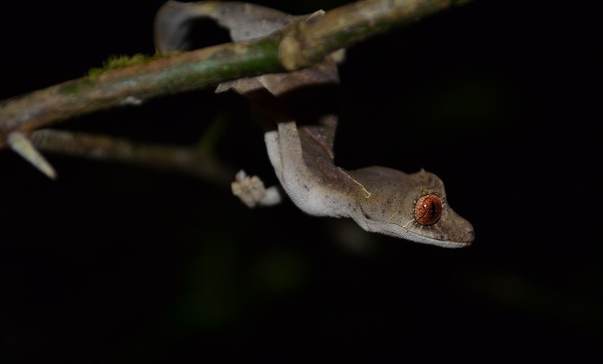Leaf-tailed gecko, Craig Kaufman 